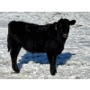 Image 6 : Lazy J Cattle Co. - 900# October Delivery Grass Steers - 120 Head (Cochrane, AB)