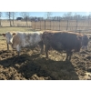Image 2 : Cunningham Cattle Co. - 1750# Fed Cows - 36 Head (Sundre, AB)
