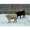 Image 3 : Francis Dyck - 642# December Delivery Weaned Steers - 40 Head (Swift Current, SK)