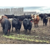 Image 2 : Hegedys Ranching - 1025# June Delivery Heifers - 205 Head (Acme, AB)