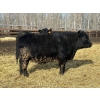 Image 3 : Rose Creek Ranch - 1000# April Delivery Heifers - 220 Head (Alder Flats, AB)