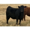 Image 8 : Rafter NZ Ranch - 11 Black X March/April Calving Bred Heifers (Pincher Creek, AB)