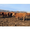 Image 10 : Breault Ranching Ltd. - 1500# Cows - 218 Head (Ste. Rose, MB) VBP+