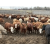 Image 3 : Lesher Lane Enterprises - 950# May Delivery Steers - 250 Head (Lacombe, AB)