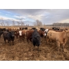 Image 4 : Rice Farms - 950# April Delivery Steers - 180 Head (Lacombe, AB)