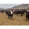 Image 4 : John & Kate Anderson - 930# March/April Delivery Steers - 65 Head (Ashcroft, BC)