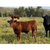 Image 2 : Stan Church - 580# Steer Calves - 150 Head (Cochrane, AB)