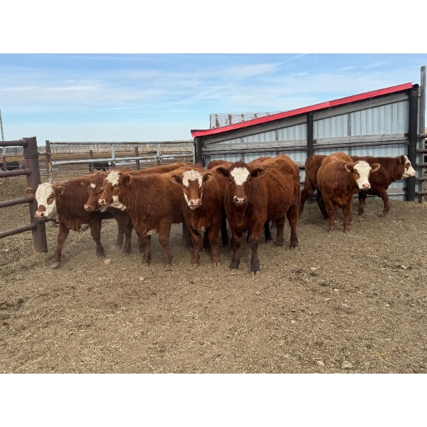 Lake Thelma Farms  - 9 RBF/RWF Replacement Heifers (Coronation, AB)