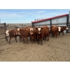 Image 1 : Lake Thelma Farms  - 9 RBF/RWF Replacement Heifers (Coronation, AB)