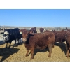 Image 7 : C.O. Johnson & Sons Ranches - 869# February Delivery Steers - 104 Head (Scandia, AB) VBP+