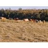 Image 7 : Lazy S Four Ranches - 1015# October Delivery Grass Heifers - 244 Head (Donalda, AB)