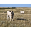 Image 14 : Farming Valley Ranch (Ben Tateson) - 540# November Delivery Heifer Calves - 100 Head (Cereal, AB)