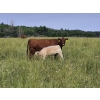Image 3 : Thompson Colony - 525# October Delivery Steer Calves - 50 Head (Fort Macleod, AB)