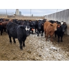 Image 9 : M.S. MacLean Livestock - 920# March Delivery Steers - 100 Head (Coaldale, AB)