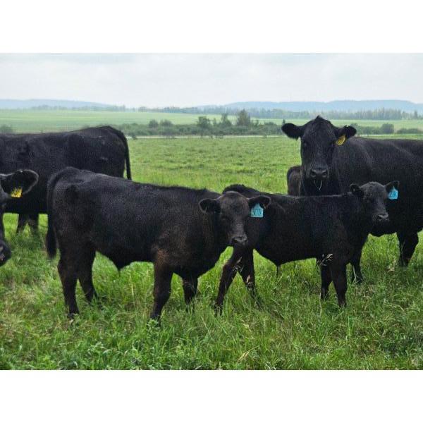 Double J Crop & Cattle Co.  - 650# September Delivery Steer Calves - 80 Head (Rimbey, AB)