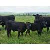 Image 1 : Double J Crop & Cattle Co.  - 650# September Delivery Steer Calves - 80 Head (Rimbey, AB)