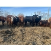 Image 1 : Chris Bartel - 775# March/April Delivery Steers - 78 Head (Fort Vermilion, AB)