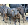 Image 9 : Endersby Ranching - 470# November Delivery Heifer Calves - 40 Head (Smokey Lake, AB)