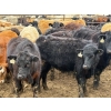 Image 5 : JG Larson Livestock (V-V) - 725# April Delivery Steers - 62 Head (Jenner, AB) VBP+