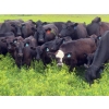 Image 3 : Spring View Ranch Ltd. - 610# November Delivery Steer Calves - 80 Head (Beaubier, SK)