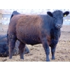 Image 7 : Habraken Farms Ltd. - 1000# May Delivery Heifers - 30 Head (Scandia, AB)