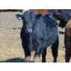 Image 19 : Justin & Kryston Tateson - 900# March Delivery Weaned Steers - 200 Head (Scandia, AB)