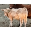 Image 3 : Holst Farms - 670# November Delivery Steer Calves - 93 Head (Hays, AB)