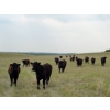 Image 3 : DJC Ranch - 900# September Delivery Grass Steers - 136 Head (Rabbit Lake, SK)