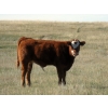 Image 7 : Crooked Tree Ranch - 610# October Steer Calves - 125 Head (Jenner, AB)