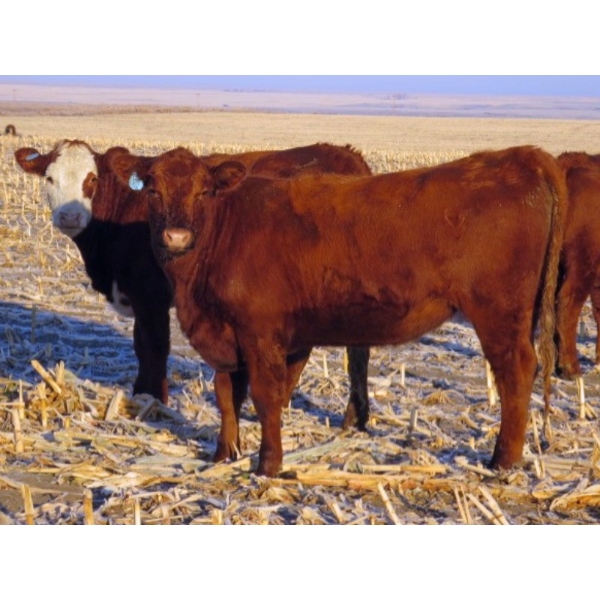 Jeff & Bonnie Resch - 1020# November Grass Heifers - 300 Head (Leader, SK)