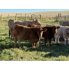 Image 3 : Glover Cattle Corp. - 700# November Delivery Steer Calves - 90 Head (Pine Lake, AB) VBP+