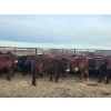 Image 11 : Redline Livestock - 550# November Delivery Steer Calves - 100 Head (Didsbury, AB)