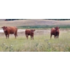 Image 2 : OK Ranch - 600# October Delivery Steer Calves - 210 Head (Big Bar, BC)
