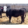Image 5 : A&S Farms - 30 BWF Replacement Heifers (Coaldale, AB)