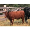 Image 3 : Franz Feldmann - 590# October Delivery Heifer Calves - 100 Head (Radium, BC)