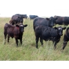 Image 4 : Pleasant Vista Farms - 675# October Delivery Steer Calves - 90 Head (Peebles, SK)