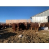 Image 2 : Greg & Cole Johnson - 810# Replacement Heifers - 74 Head (Vogar, MB)