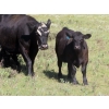 Image 6 : L & J Ranch - 640# October Delivery Steer Calves - 58 Head (Harptree, SK)