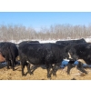 Image 7 : Double X Management - 28 7th Calvers (Langruth, MB)