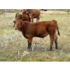 Image 6 : Colter Malloy - 550# November Delivery Steer Calves - 100 Head (Pollockville, AB)