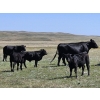Image 7 : Black Ranch Ltd. - 530# Oct/Nov Delivery Steer Calves - 118 Head (Consul, SK)