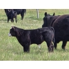 Image 8 : Iron Saddle Ranch - 600# November Delivery Steer Calves - 102 Head (Sintaluta, SK) VBP+