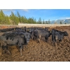 Image 3 : Westwold View Farms - 720# March Delivery Heifers - 175 Head (Westwold, BC)