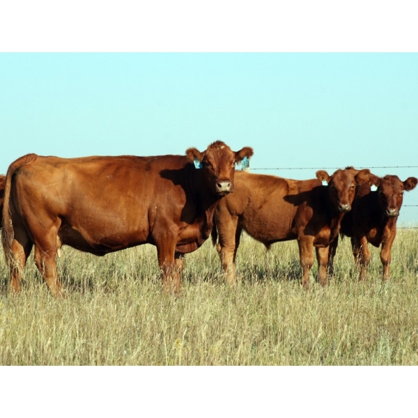 Mud Lake Ranch - 660# October Delivery Steer Calves - 72 Head (Fort Macleod, AB)