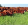 Image 2 : Sentes Farms - 600# October Delivery Steer Calves - 300 Head (Raymore, SK) VBP+