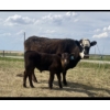 Image 7 : P&B Van Schothorst - 30 Black/BBF 1st Calf Heifer Pairs (Blackie, AB)