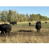 Image 3 : Valleyview Ranch - 750# March Delivery Weaned Steers - 82 Head (Valleyview, AB)