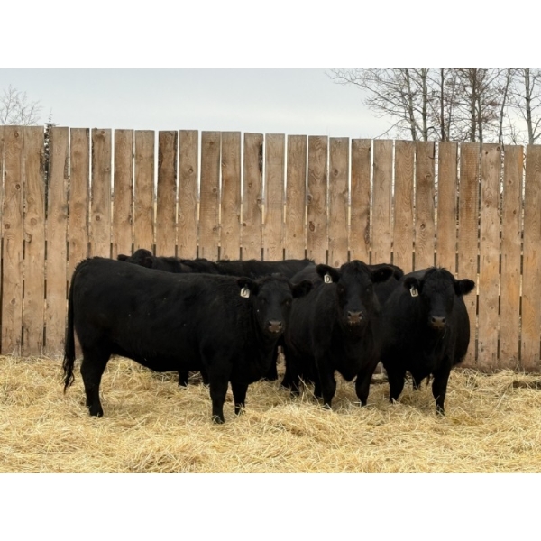 Marcinek Cattle Company - 5 Black Simm/Angus X Bred Heifers (Condor, AB)
