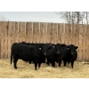 Image 1 : Marcinek Cattle Company - 5 Black Simm/Angus X Bred Heifers (Condor, AB)