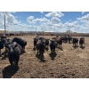 Image 4 : Rick Matz - 20 November Delivery Black Angus X Bred Heifers (Strathmore, AB)